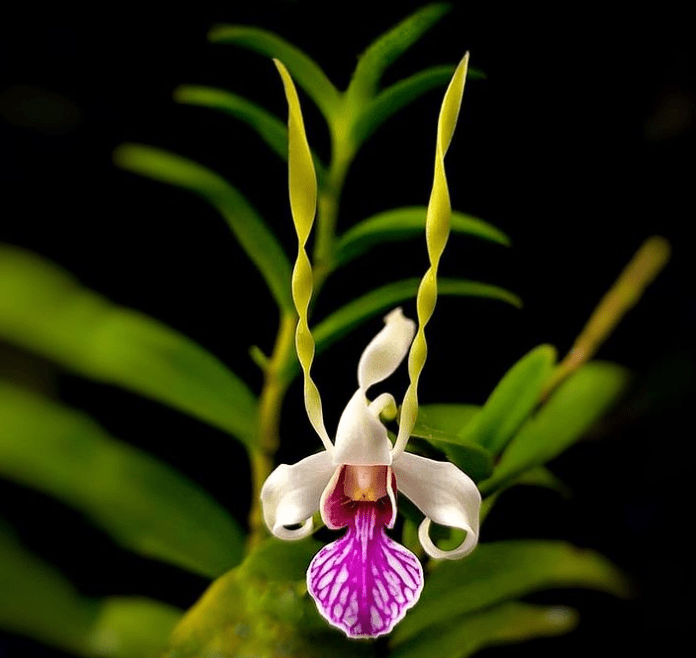 Dendrobium