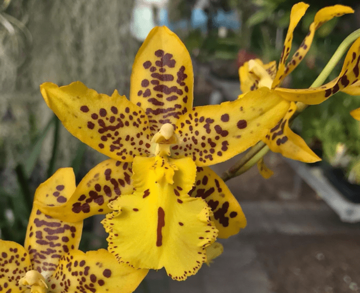 Epiphytic plants