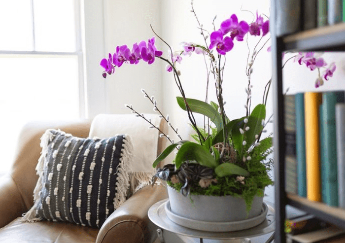 Orchid plants