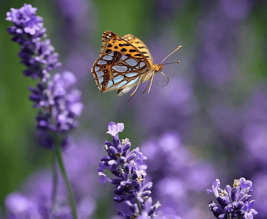 lavendula