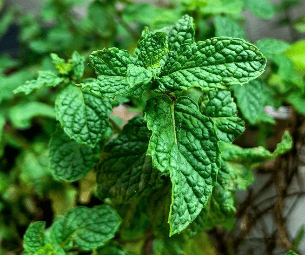 Mentha