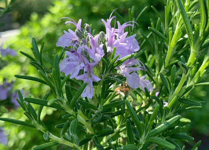 Salvia rosmarinus