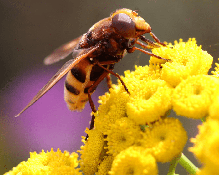 Tanacetum vulgare