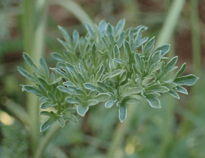 Artemisia absinthium