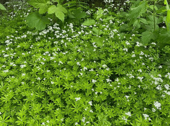 galium odoratum