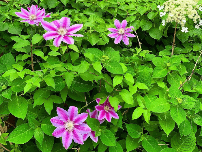 Clematis vine: How to grow and care for Clematis?