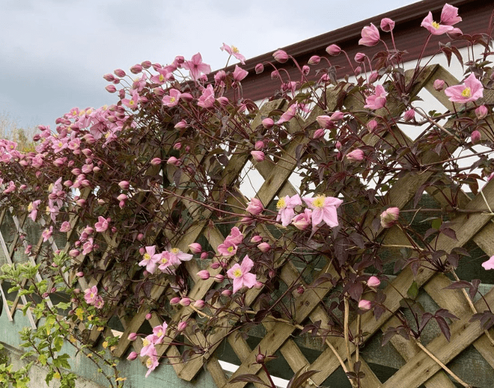 Montana Clematis