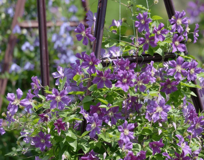 Clematis alpina