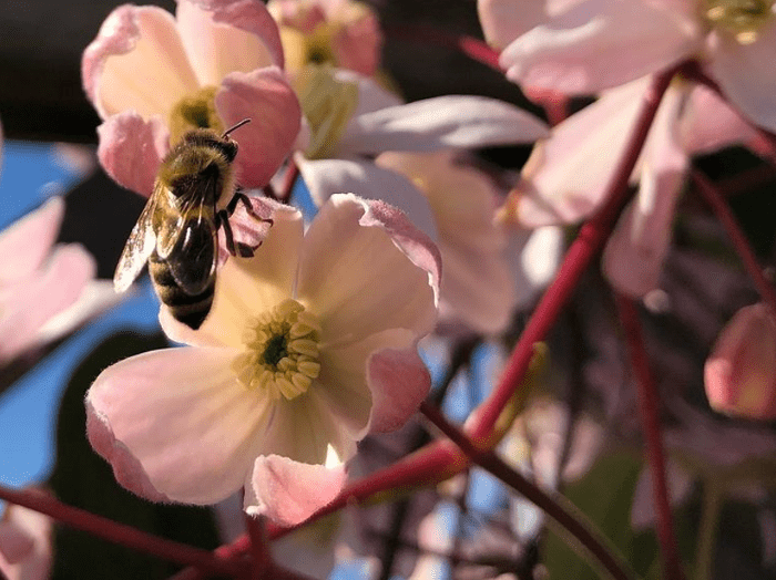 C. armandii