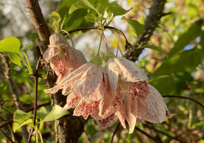 C. cirrhosa