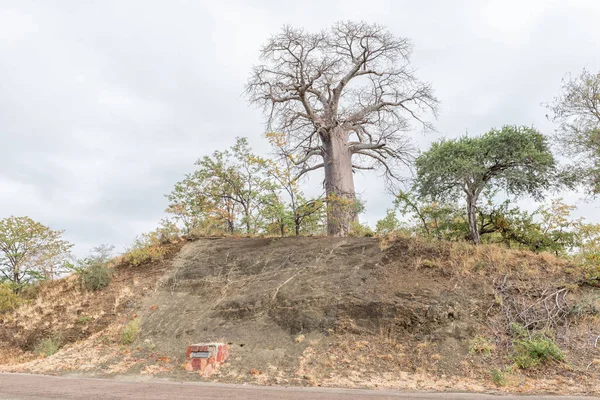 Adansonia kilima