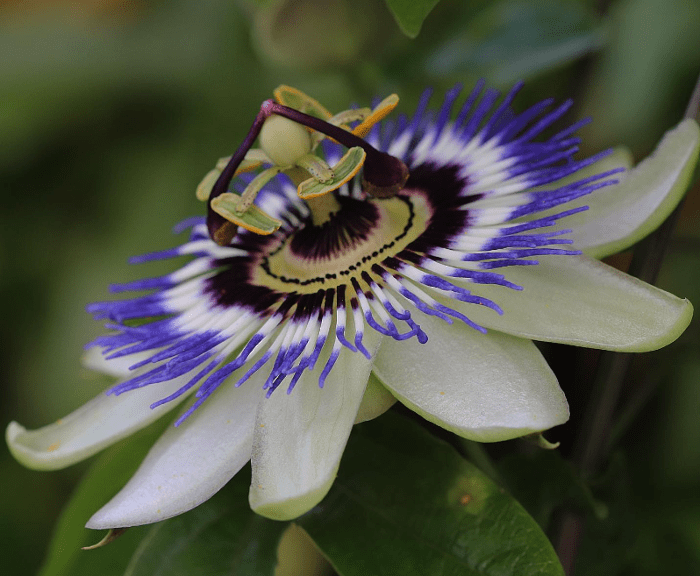 Passiflora