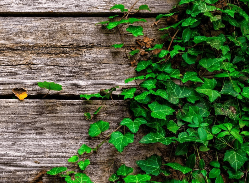 Climbing Ivy