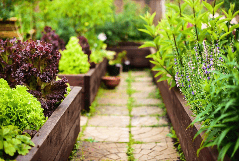 Plants for raised beds: The best vegetables to grow in garden raised beds
